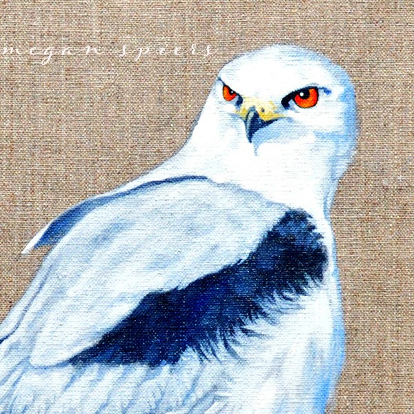 black-shouldered kite