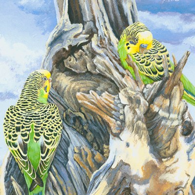 budgerigars