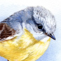 eastern yellow robin