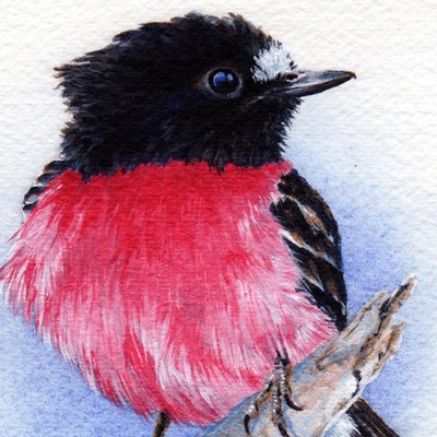pink robin
