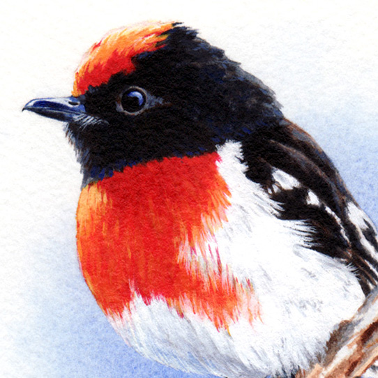 red-capped robin