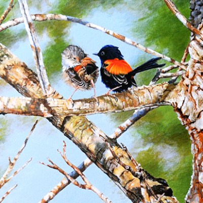 red-backed fairy-wrens