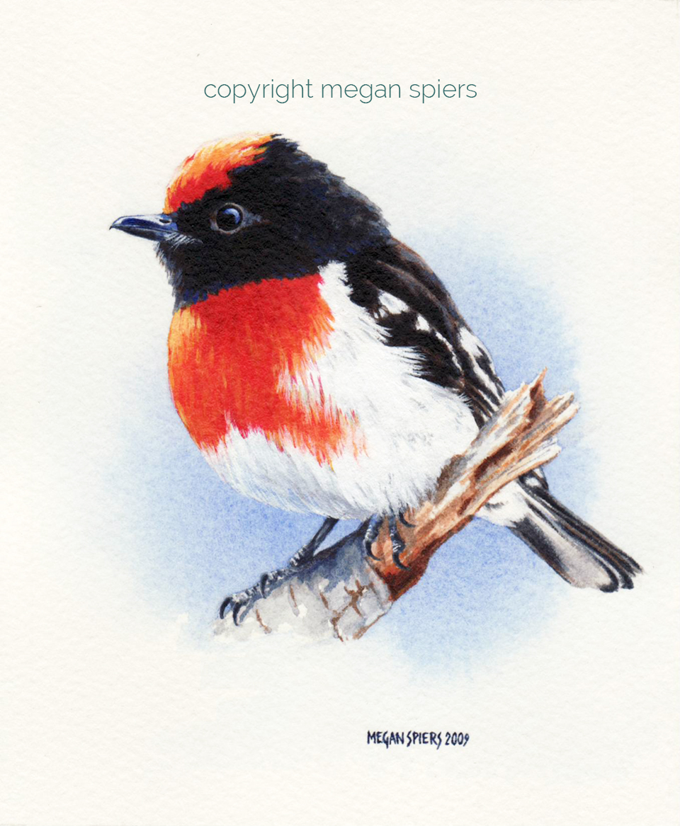 copyright megan spiers