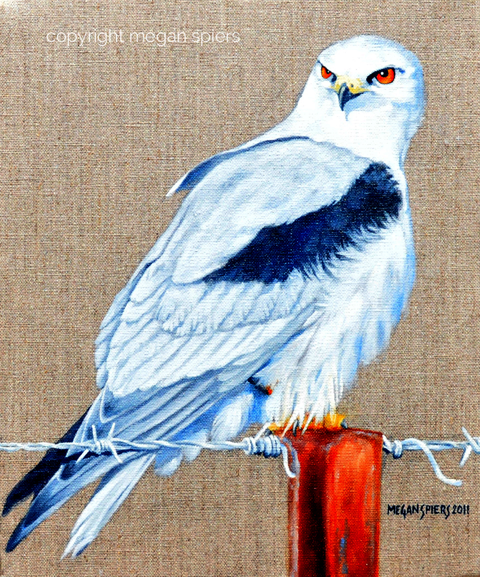 copyright megan spiers