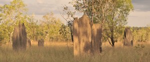 magnetic termite mounds