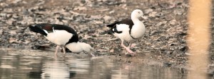 radjah shelducks