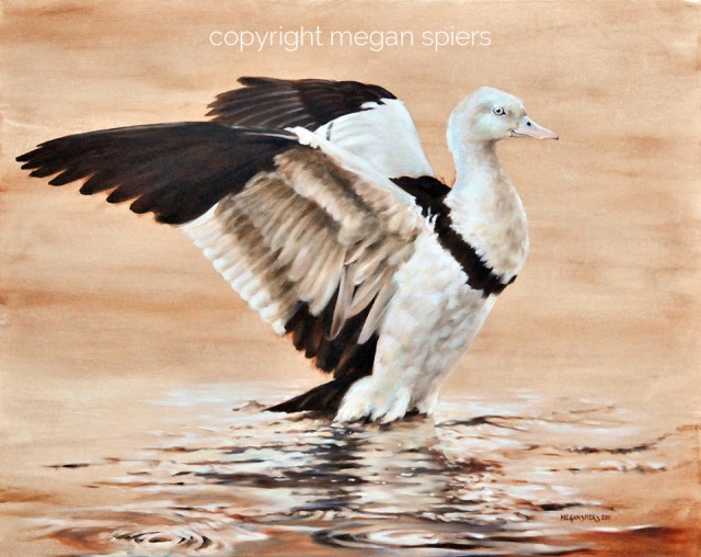 copyright megan spiers