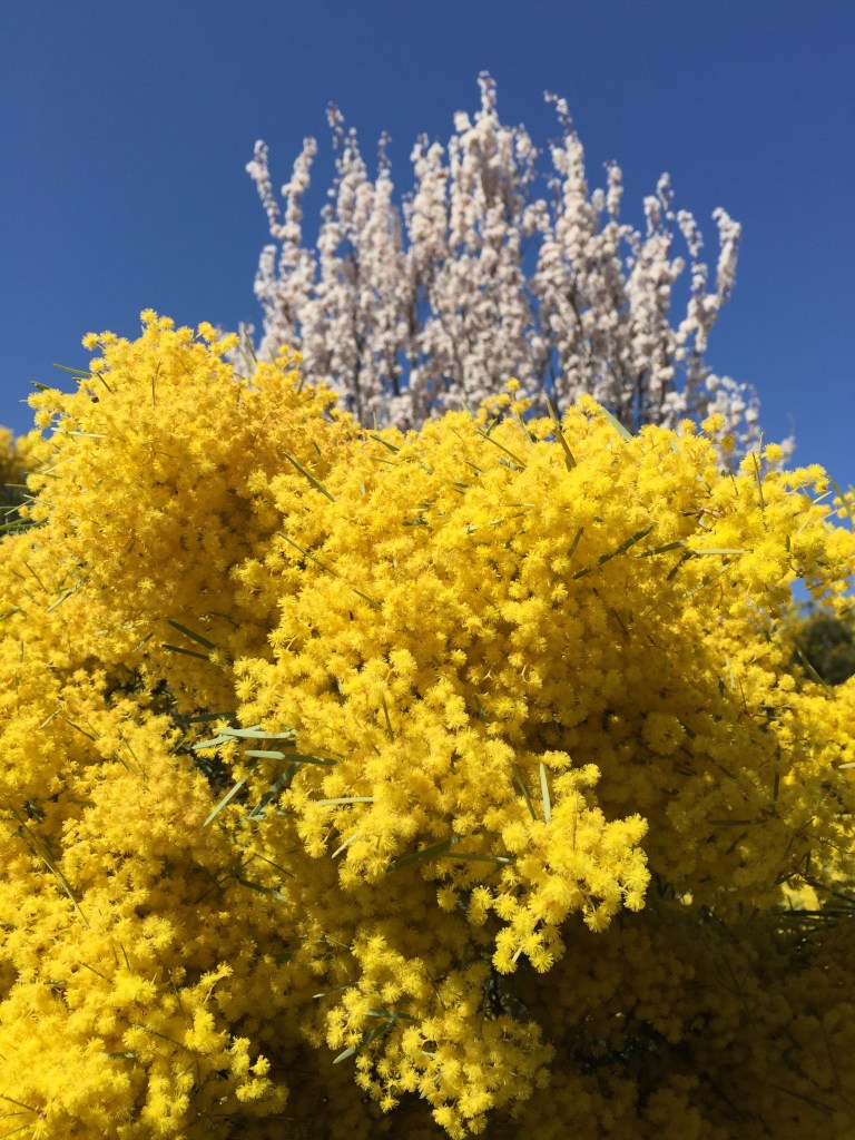 meganspiers wattle